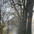 Fog in the Park
