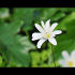 The First Daisy of Spring