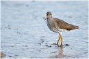 Redshank
