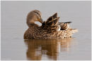 Mallard reflection