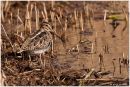 Snipe