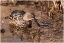 Shoveler duck
