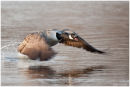 Canada goose