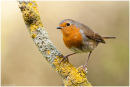 Robin