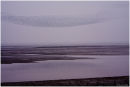 Knot flock over Snettisham