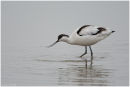 Avocet
