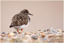 Turnstone portrait