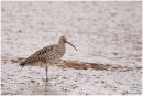 Curlew portrait