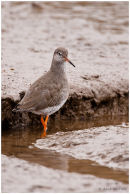 Redshank in creek