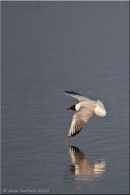 Black headed gull