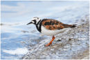 Turnstone in summer plummage