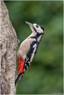 Great spotted woodpecker