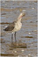 Bar-tailed godwit