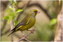 Greenfinch
