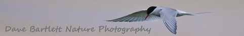 Dave Bartlett Nature Photography