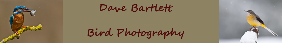 Dave Bartlett Bird Photography