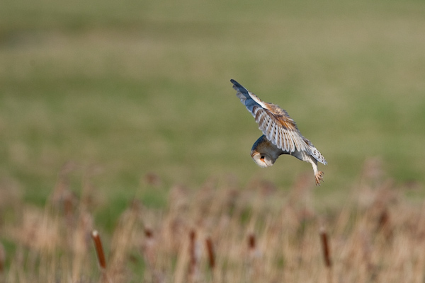 Barn owl in flight