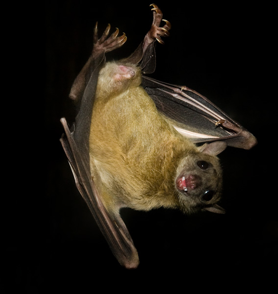Acrobatic fruit bat