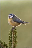 Backlit blue tit