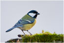 Great tit