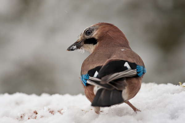 Jay in the snow