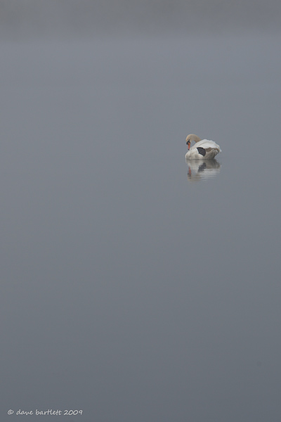 Mute swan in the mist