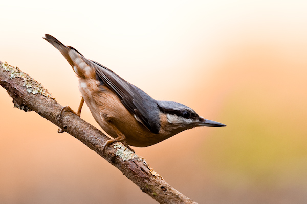 Nuthatch
