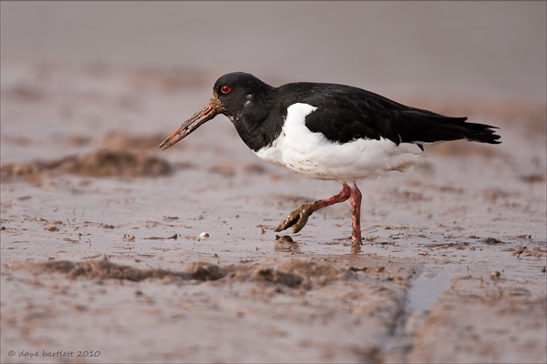 Oystercatcher