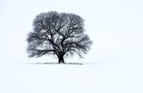 WILTSHIRE TREE IN SNOW