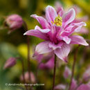 Aquilegia