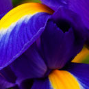 Iris (1)