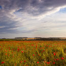 Dorset Poppies (1)
