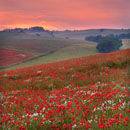 Dorset Poppies (2)