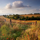 Cranborne Chase Evening