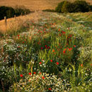 Cranborne Chase Wildflowers
