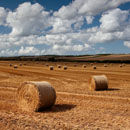 Hay Bales