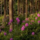 Bere Wood, Rhododendrons