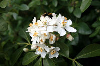 Choysia ternata