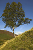 Lone Tree