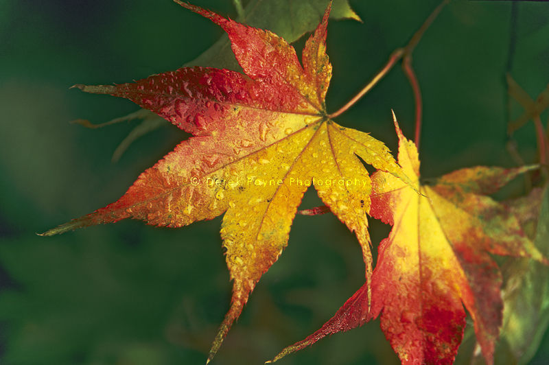 Shades of Autumn, Winkworth Arboretum, Surrey 