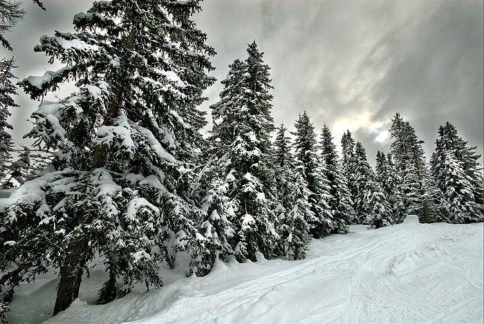 Winter Firs