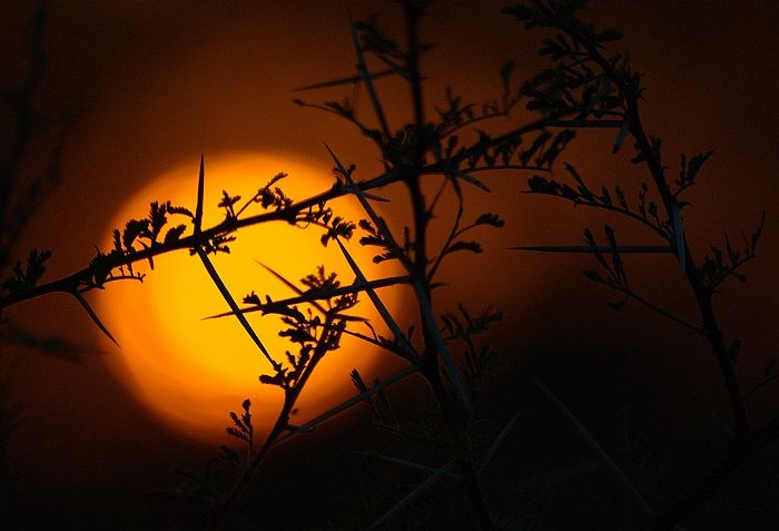 African Sunrise