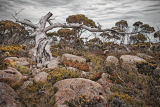 Snow gum tree 1