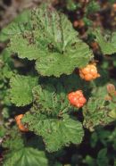 Cloudberry