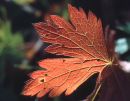 Autumn leaf