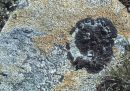 Lichen patterns