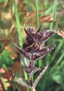 Alpine Bartsia