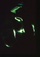 Abstract