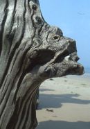 A sea 'Ent'? 