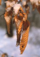 A winter bouquet